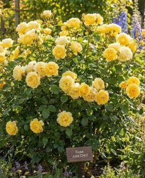 Julia Child butter-yellow floribunda rose bush in full bloom in a garden